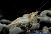 Caridina sp. Goldstaub,Goldstaub-Garnele,Gold Dust Shrimp