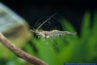 Desmocaris trispinosa,Nigerianische Schwebegarnele,Guinean swamp shrimp