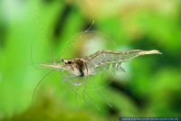 Desmocaris trispinosa,Nigerianische Schwebegarnele,Guinean swamp shrimp
