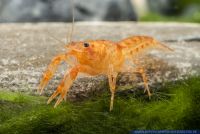 Cambarellus patzcuarensis,Oranger Zwergkrebs,Mexican Dwarf Orange Crayfish