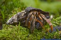 Coenobita violascens,Komurasaki Landeinsiedlerkrebs,Land Hermit Crab