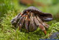Coenobita violascens,Komurasaki Landeinsiedlerkrebs,Land Hermit Crab