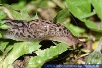 WLSFT0018 Limax maximus<br>