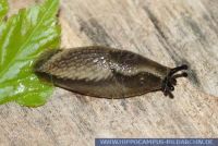 Arion lusitanicus, Spanische Wegschnecke, Spanish slug 