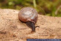 Helicodonta obvoluta, Riemenschnecke, Hairy snail 