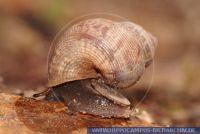 Pomatias elegans, Schöne Landdeckelschnecke, Round-Mouthed snail 