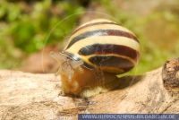 Cepaea nemoralis, Hainbänderschnecke, Grove snail, Brown-lipped snail 