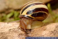 Cepaea nemoralis, Hainbänderschnecke, Grove snail, Brown-lipped snail 