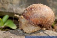 Helix pomatia, Weinbergschnecke, Roman Snail, Burgundy Snail,Edible Snail 