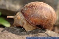 Helix pomatia, Weinbergschnecke, Roman Snail, Burgundy Snail,Edible Snail 