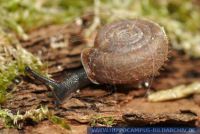 Helicodonta obvoluta, Riemenschnecke, Hairy snail 