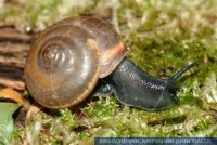 Monachoides incarnatus, Rötliche Laubschnecke, Forest snail 