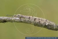 Euroleon nostras, Gefleckte Ameisenjungfer, Suffolk ant-lion 