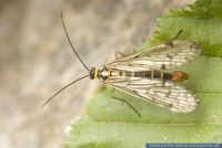 Panorpa germanica, Deutsche Skorpionsfliege, Scorpion fly 