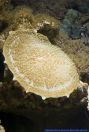 Amplexidiscus fenestrafer, Grosses Elefantenohr, Giant Cup or Giant Elephant Ear Mushroom Coral 