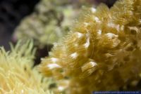 Capnella imbricata, Baeumchenweichkoralle, Kenya Tree Coral 