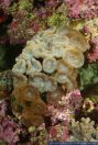 Caulastrea spec., Steinkoralle, Stony coral 