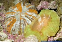 Cynarina lacrymalis, Traenenkoralle ,Sternkoralle, Green Cat's Eye Coral 