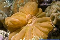 Cynarina lacrymalis, Traenenkoralle ,Sternkoralle, Green Cat's Eye Coral 