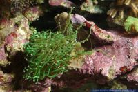 Euphyllia glabrescens, Grosspolypige Steinkoralle, Torch Coral 