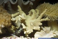 Lobophytum spec., Fingerlederkoralle, Soft Coral, Finger Leather 