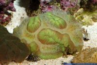 Symphyllia spec., Hirnkoralle, Brain Coral 