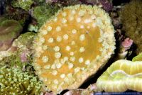 Turbinaria sp., Kelchkoralle, Soft coral 