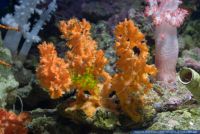 Acanthella sp.,Schwamm,Orange Lace Sponge