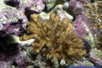 Acropora sp.,Steinkoralle,Stony coral