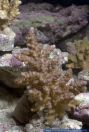 Acropora sp.,Steinkoralle,Stony coral