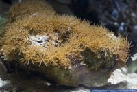 Acrossota amboinensis,Roehrenkoralle,Tube Coral
