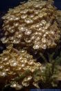 Alveopora spec.,Steinkoralle,Stony Coral