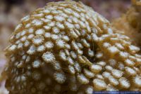 Alveopora spec.,Steinkoralle,Stony Coral