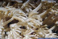 Anthelia sp.,Strausskoralle,Clove Polyp,Soft coral