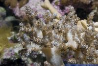 Capnella imbricata,Baeumchenweichkoralle,Kenya Tree Coral