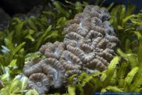 Caulastrea echinulata,Trompetenkoralle,Trumpet Coral