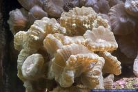 Caulastrea spec.,Floetenkoralle,Fingerkoralle,Candycane Coral,Torch Coral 