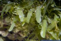 Caulerpa serrulata,Gruenalge,Macro-algae,Razor/Saw-tooth