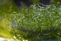 Chaetomorpha linum,Drahtalge,Perlonalge,Green seaweed