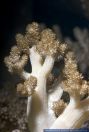 Cladiella sp.,Weichkoralle,Soft coral