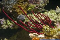 Ctenocella pectinata,Peitschenkoralle,Red sea whips
