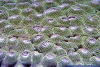 Diploastrea heliopora,Steinkoralle,Stony Coral