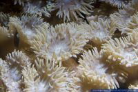 Duncanopsammia axifuga,Bartkoralle,Stony corals