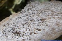 Echinophyllia spec.,Steinkoralle,Stony coral