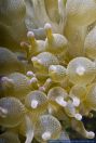 Entacmaea quadricolor,Knubbelanemone,Bulb-tentacle sea anemone