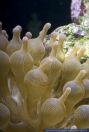 Entacmaea quadricolor,Knubbelanemone,Bulb-tentacle sea anemone