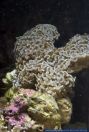 Euphyllia ancora,Hammerkoralle,Anchor Coral,Hammer Coral