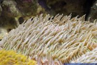 Fungia sp.,Pilzkoralle,Mushroom Coral
