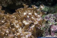 Goniopora sp.,Margeritenkoralle,Flower Pot coral