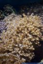 Goniopora sp.,Margeritenkoralle,Flower Pot coral